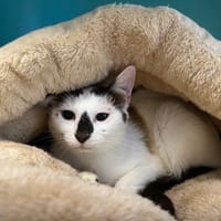 KOALA, chatte à adopter