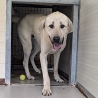 BEAUTY, chien à adopter