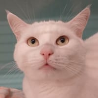 SAM, chat à adopter
