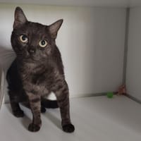 TALIA, chatte à adopter