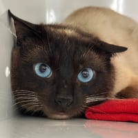 FIRST, chat à adopter