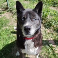 Orko, chien à adopter