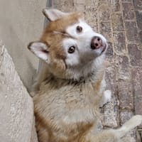 NEVER BACK, chien à adopter