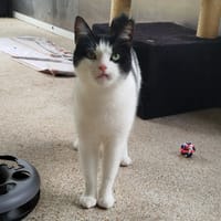 SCOTTY, chat à adopter