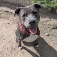 Blue, chien à adopter