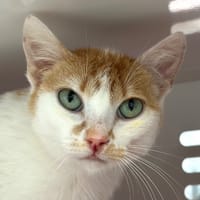 ADONIS, chat à adopter