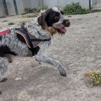 Albus, chien à adopter