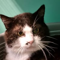 Billig, chat à adopter