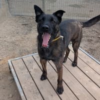 TOPAZE, chien à adopter