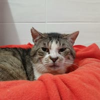 CHALKY, chat à adopter