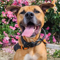 WHISKY, chien à adopter