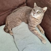 Ysis, chatte à adopter