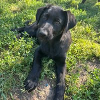 Anca, chienne à adopter