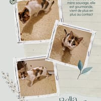 Bella, chatte à adopter