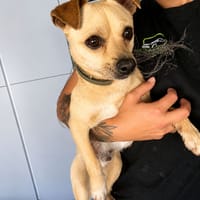 TITO (LOS REYES), chien à adopter