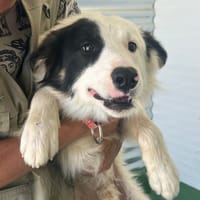 KARIM (LOS REYES), chien à adopter
