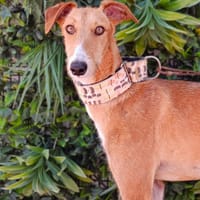 PARIS, chienne à adopter