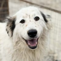 Plume, chienne à adopter