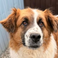 Athena, chienne à adopter