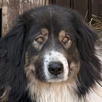 Roye, chien à adopter
