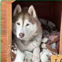 Panzer, chien à adopter