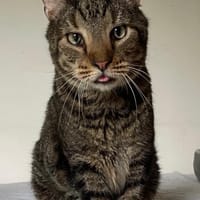 Joyeux, chat à adopter