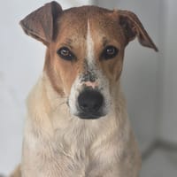 MALAYA, chienne à adopter