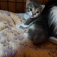 BOB, chat à adopter