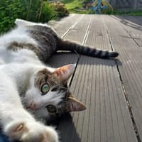 RAYURE, chatte à adopter