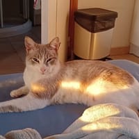 FRAYOL, chat à adopter