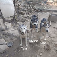TARA, chienne à adopter