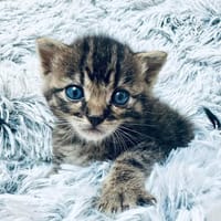 IZAC, chat à adopter