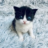 DOUG, chat à adopter