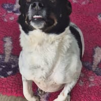 Cody, dog to adopt