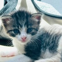 GOMETTE, chatte à adopter