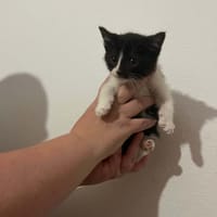 OREO, chat à adopter
