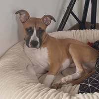 ADES, chien à adopter