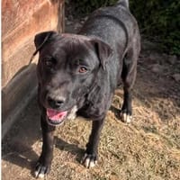 MALO, chien à adopter