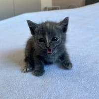 DOUAT, chatte à adopter
