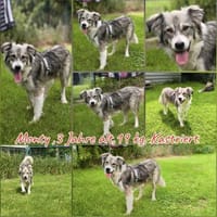 Monty sucht sein für immer Zuhause, Hund zur Adoption