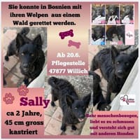 💕Sally💕 sucht ihre Familie, Hündin zur Adoption