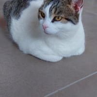 Gemütliche Frida sucht ihr Traumzuhause, Katze zur Adoption