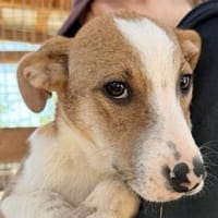HANJO-hübscher,freundlicher Welpen-Rüde, Hund zur Adoption