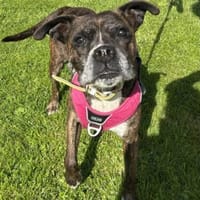 Kleine Sophie - agil und verkuschelt, Hündin zur Adoption