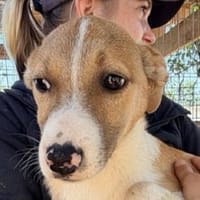 HEINER-hübscher,freundlicher Welpen-Rüde, Hund zur Adoption