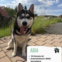 Aria- tolle unkomplizierte Hündin, Hündin zur Adoption