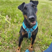 Ofelia - Eine Freundin fürs Leben, Hündin zur Adoption