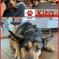 Verschmuste Kira sucht ihre Familie, Hündin zur Adoption