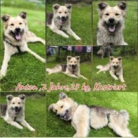 Anton , Herzensbrecher mit Plüschfaktor, Hund zur Adoption