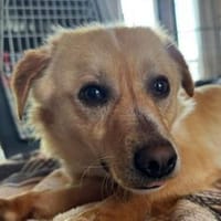 POMELO-hübscher, zarter Jung-Rüde, Hund zur Adoption